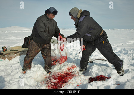 Due saldatori Inuit nella neve con i resti di una guarnizione di tenuta braccati e scavate fino in Groenlandia, Ostgroenland, Tunu, Kalaallit Nunaat, Scoresbysund, Kangertittivag, Kap Tobin, Ittoqqortoormiit Foto Stock