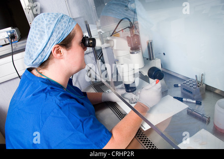 Un assistente di laboratorio recupera le uova provenienti da campioni prelevati da un paziente femmina di utero durante un intervento chirurgico. Foto Stock