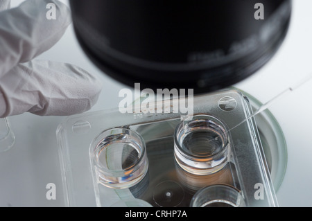 Microscopio clinica di fertilità fecondazione delle uova Foto Stock
