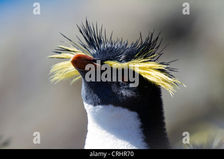 Northern o long-crestato pinguino saltaroccia nella luce del sole su Nightingale Island, Sud Atlantico Foto Stock