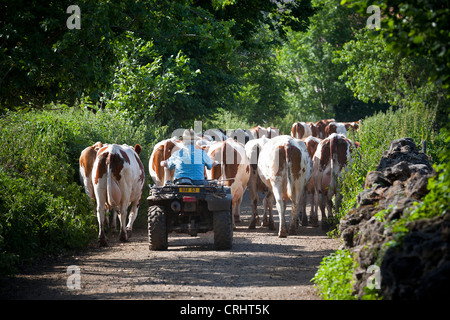 Un agricoltore portando il suo bestiame nella stalla con l aiuto di un Four Wheeler (Puy de Dôme Avergna Francia). Foto Stock