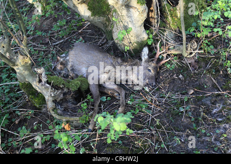 Mezze mangiate cervo morto sul suolo della foresta Foto Stock