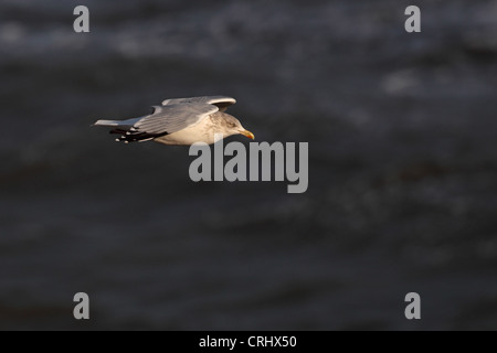 Aringa Gabbiano (Larus argentatus) Foto Stock