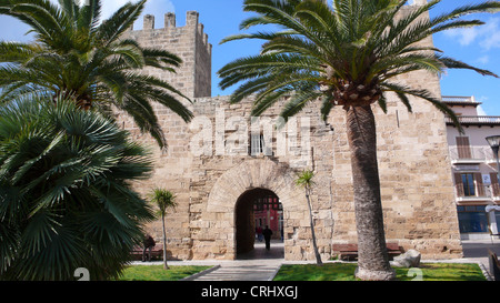 Isola Canarie data palm (Phoenix canariensis), palme di fronte al centro storico della città di gate, Spagna, Balearen, Maiorca, Alcudia Foto Stock