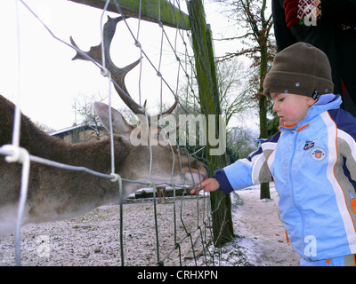 Sika cervo (Cervus nippon), Little Boy alimentazione di cervi in inverno Foto Stock