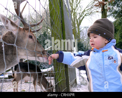 Sika cervo (Cervus nippon), Little Boy alimentazione di cervi in inverno Foto Stock