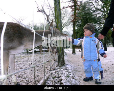 Sika cervo (Cervus nippon), Little Boy alimentazione di cervi in inverno Foto Stock