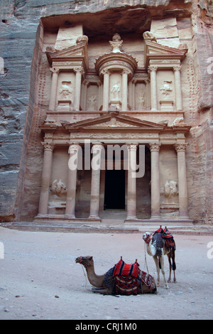 Bactrian camel, due-humped camel (Camelus bactrianus), due cammelli di fronte al rock cut tomba denominata "tesoro" della storica rock cut città di Petra, Giordania Petra Foto Stock