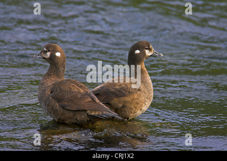 Arlecchino anatra (Histrionicus histrionicus), di due uccelli in piedi in acqua poco profonda, Islanda Foto Stock