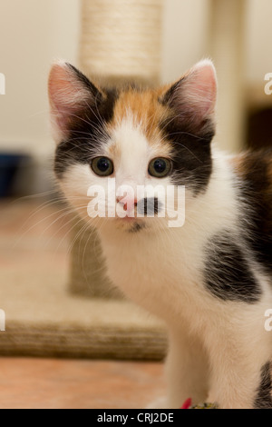 8 settimana vecchio bianco marrone e nero gattino Foto Stock