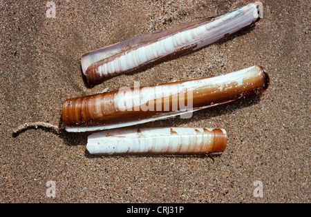 Pod gusci di rasoio (Ensis siliqua: Solenidae) gettato sulla riva REGNO UNITO Foto Stock