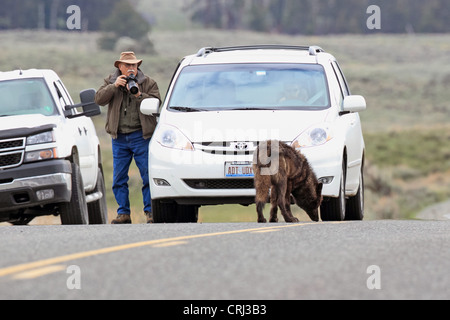 Nero Grigio di fase lupo (Canis lupus) è fotografata da Tom Smith nella Lamar Valle del Parco Nazionale di Yellowstone, Wyoming USA Foto Stock