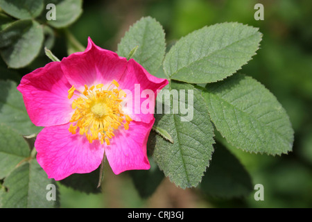 Roverella duro-rose rosa tomentosa Foto Stock