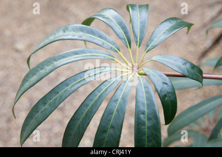 Schefflera taiwaniana dettaglio foglia Foto Stock