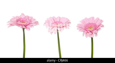 Ammenda pink gerbera. Tutto su sfondo bianco. Foto Stock