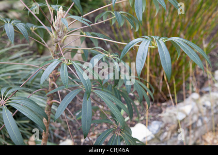 Schefflera taiwaniana dettaglio foglia Foto Stock