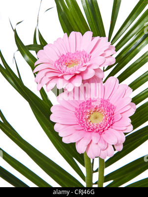 Ammenda pink gerbera. Tutto su sfondo bianco. Foto Stock