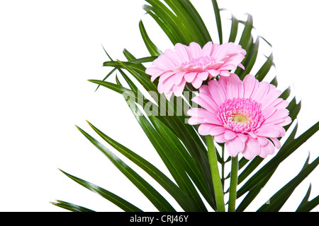 Ammenda pink gerbera. Tutto su sfondo bianco. Foto Stock