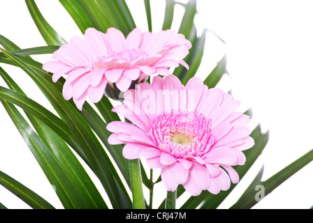 Ammenda pink gerbera. Tutto su sfondo bianco. Foto Stock