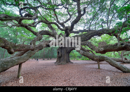 Angelo quercia in Charleston SC è un live oak ha detto di essere il più vecchio organismo vivente ad est del fiume Mississippi. Foto Stock