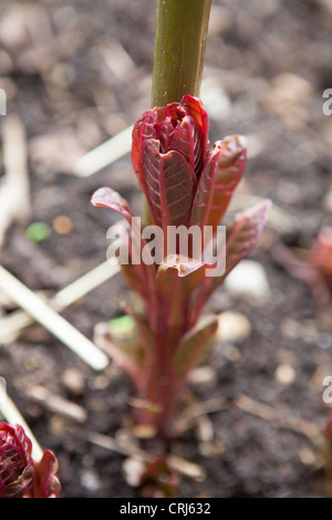 Indian Pokeweed - phytolacca americana Foto Stock