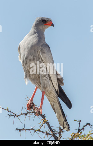 Il salmodiare pallido astore (Melierax canorus) nel Parco Nazionale di Etosha, Namibia. Foto Stock