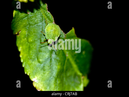 Schermo verde bug su foglia, 4a ninfa instar, Foto Stock