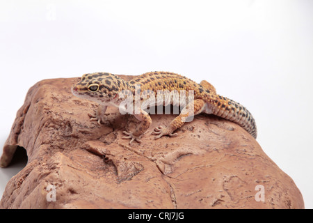 Leopard Gecko su un sfondo di pietra Foto Stock