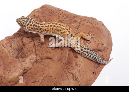 Leopard Gecko su un sfondo di pietra Foto Stock