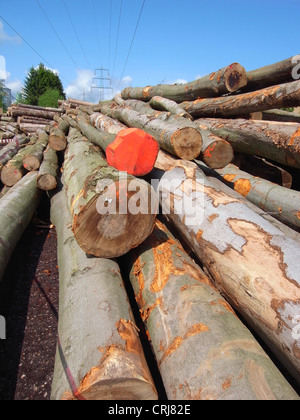 Comune di faggio (Fagus sylvatica), storage di linee sotto la linea ad alta tensione Foto Stock