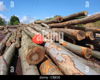 Comune di faggio (Fagus sylvatica), storage di linee sotto la linea ad alta tensione Foto Stock
