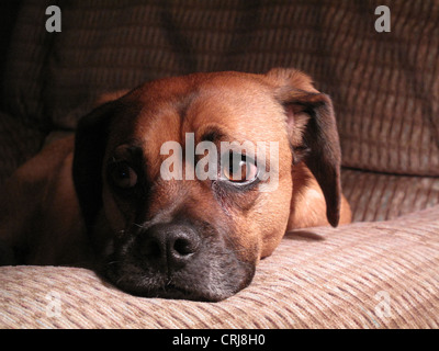 La posa del cane sul braccio della sedia Foto Stock