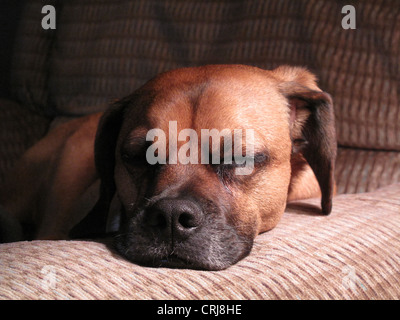 La posa del cane sul braccio della sedia Foto Stock