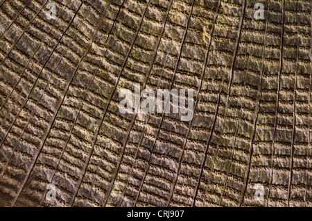 Chiudere dettaglio di weathered tronco di albero, che mostra la disposizione radiale di Cariati xilema / floema canali. Foto Stock