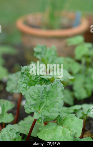 Il rabarbaro in giardino di erbe aromatiche Foto Stock