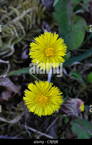 Coltsfoot Tussilago farfara perenne primavera gialla fiore selvatico Foto Stock