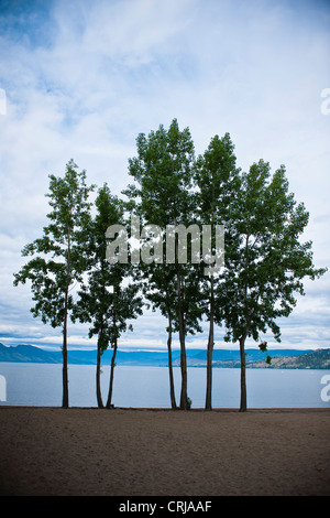 Alberi sul litorale di Kelowna, British Columbia, Canada Foto Stock