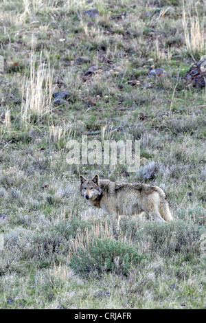 Lupo (Canis lupus) #776F dal Canyon Lamar pack in Lamar Valle del Parco Nazionale di Yellowstone. Foto Stock