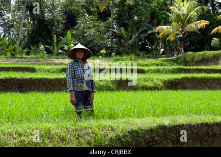 Donna che lavorano in campi di riso a Bali Foto Stock