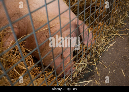 Suini dormire nel porcile in bagno e West Show terra a Shepton Mallet in bagno e West spettacolo agricolo Foto Stock