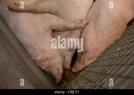 Suini dormire nel porcile in bagno e West Show terra a Shepton Mallet in bagno e West spettacolo agricolo Foto Stock