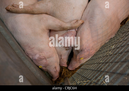 Suini dormire nel porcile in bagno e West Show terra a Shepton Mallet in bagno e West spettacolo agricolo Foto Stock