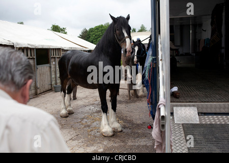 Shire cavalli sono preparate per mostrare al bagno e West spettacolo agricolo a Shepton Mallet. Foto Stock