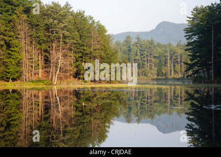 Aquila Rossa stagno in Albany, New Hampshire USA Foto Stock