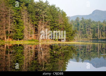 Aquila Rossa stagno in Albany, New Hampshire USA Foto Stock