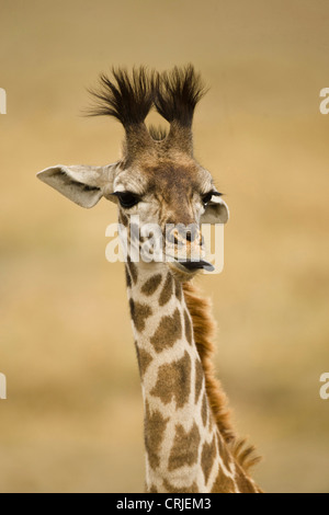 Africa, Kenia Masai Mara GR, Superiore Mara, Masai Giraffe, Giraffa camelopardalis tippelskirchi, ritratto, leccare le labbra Foto Stock