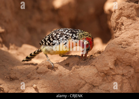 Africa, Kenya, Samburu Game Reserve; Rosso e Giallo Barbet, Trachyphonus Lybius erythrocephalus, mangiare termiti Foto Stock