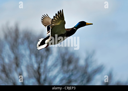 Mallard Duck Anas platyrhynchos in volo, Alta Baviera Germania Foto Stock