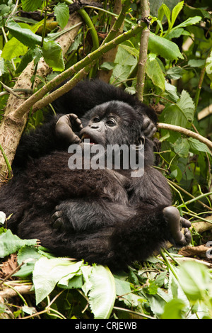 In Africa orientale, Ruanda, vulcani NP, Rwamikore cratere, Gorilla di Montagna, bambino succhiare il pollice. Foto Stock