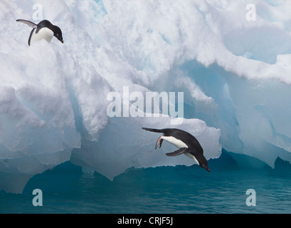 Adelie penguins leap off iceberg erano appoggio nel Mare di Weddell, Paulet Island Foto Stock